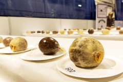 FREE TO USE PHOTOGRAPH..World Haggis Championships 2023.
Some of the entries at the World Haggis Championships.
for further info please see press release from Maureen Young on 07778 779888
Picture by Graeme Hart.
Copyright Perthshire Picture Agency
Tel: 07990 594431